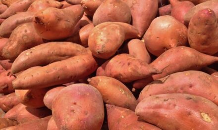 शकरकंदी के हेल्थ बेनेफिट्स – Sweet Potato health benefits in hindi