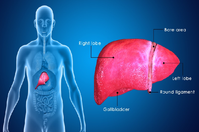 Gallbladder removal - Know more about the side effects, recovery, other options