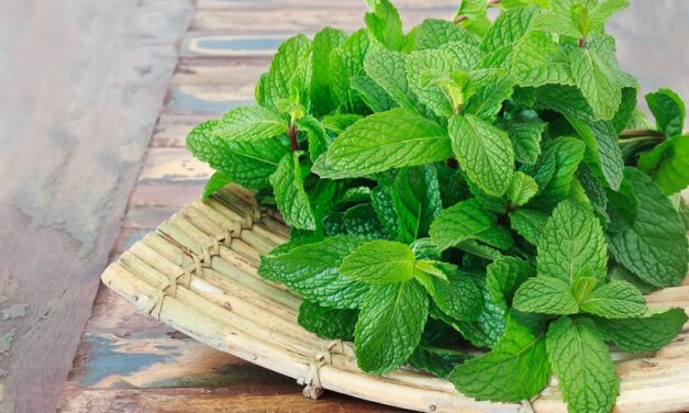 These benefits and side effects of mint will leave you stunned