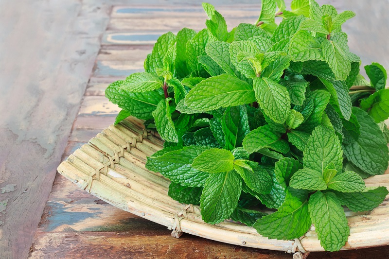 पुदीना के फायदे और नुकसान – Mint benefits and side effects