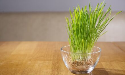 वीटग्रास के फायदे – Wheatgrass benefits