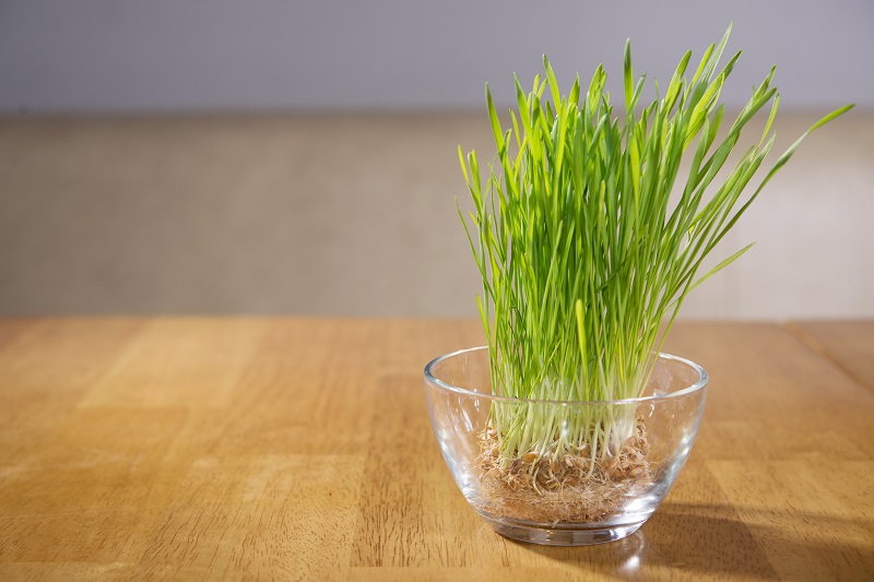 वीटग्रास के फायदे – Wheatgrass benefits