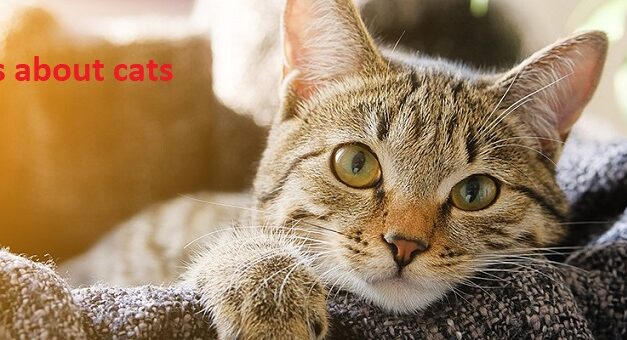 Some mind blowing facts about cats?