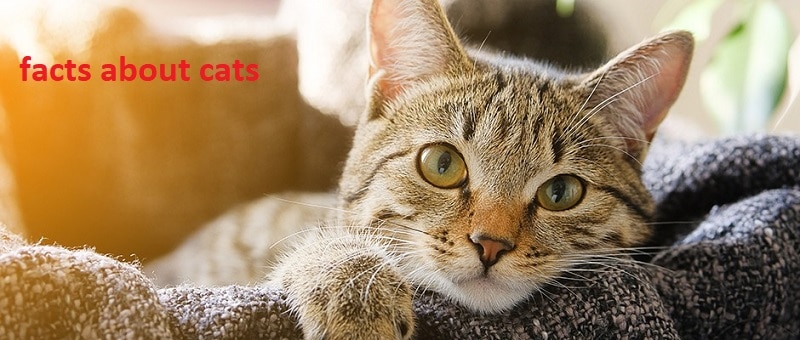 Some mind blowing facts about cats?