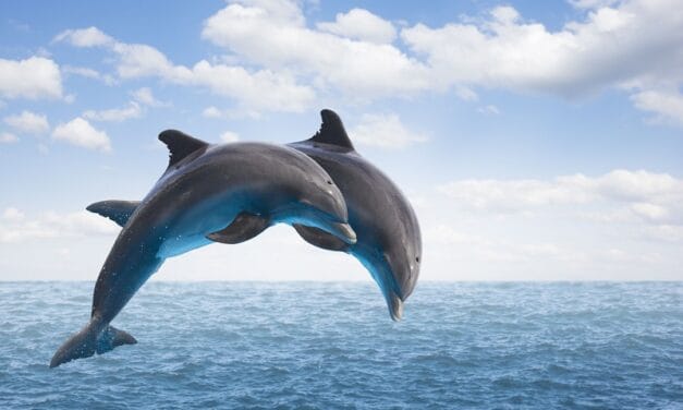 डॉल्फिन से जुड़े फैक्ट्स – Facts about Dolphins