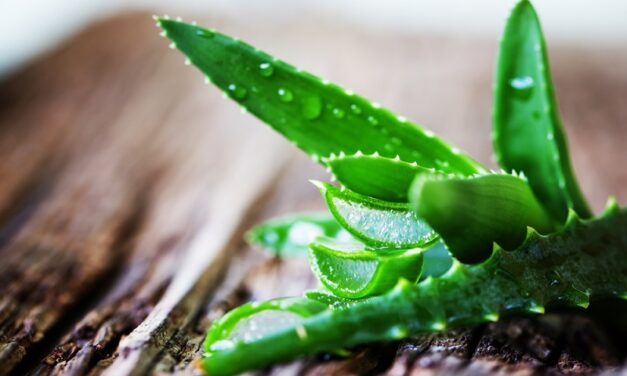 Benefits & Side effects of Aloe Vera