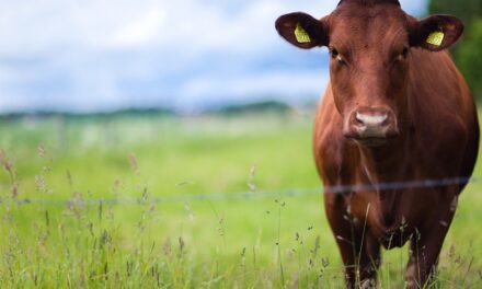 गाय के दूध के फायदे और साइड इफेक्ट – Benefits & Side effects of Cow Milk